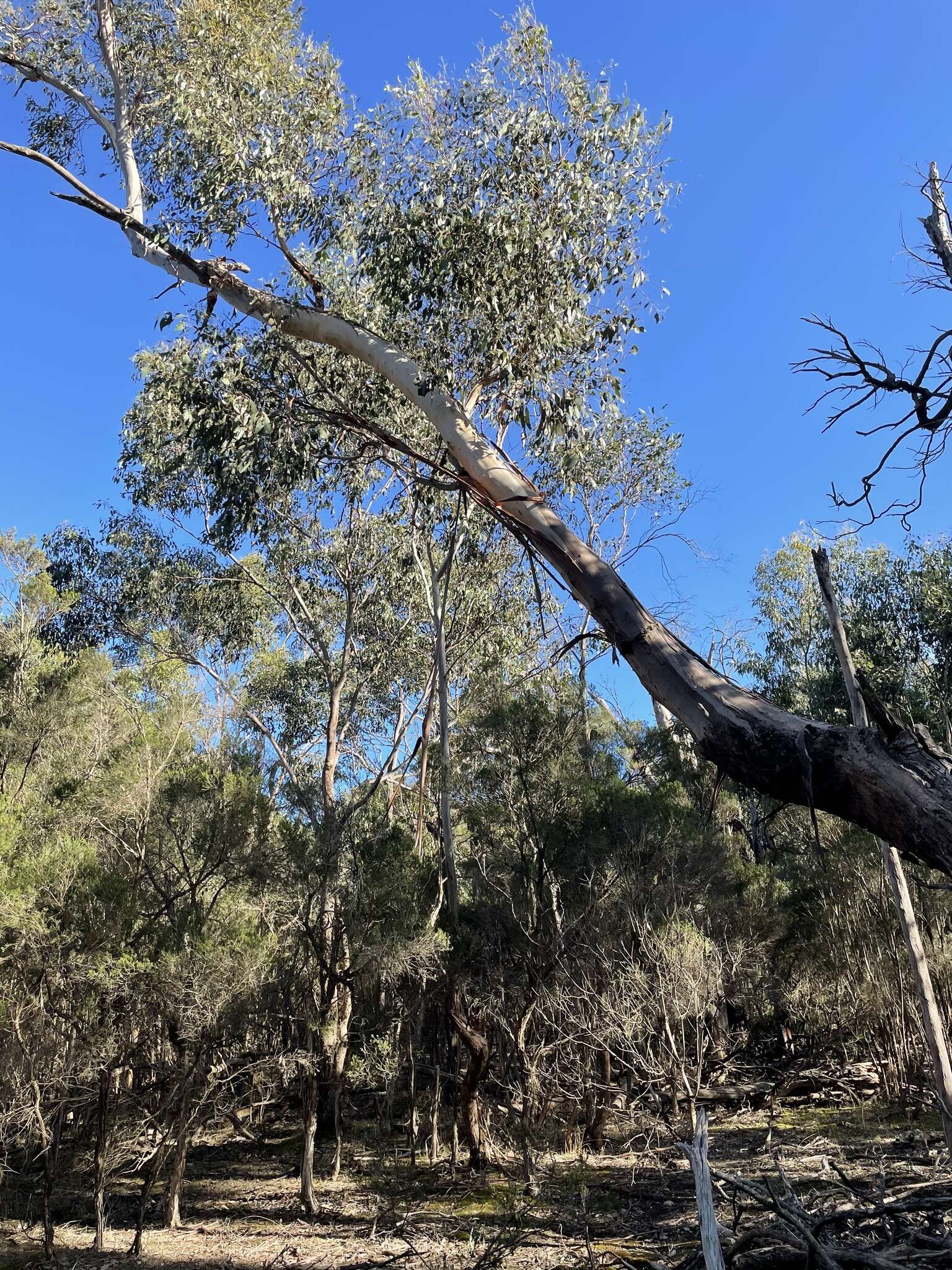 Слика од Eucalyptus ovata Labill.