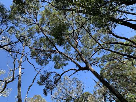 Image de Eucalyptus eugenioides Sieber ex Spreng.