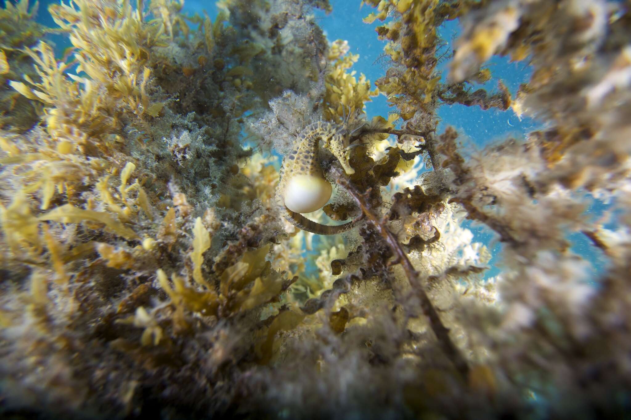 Image of Big-belly Seahorse