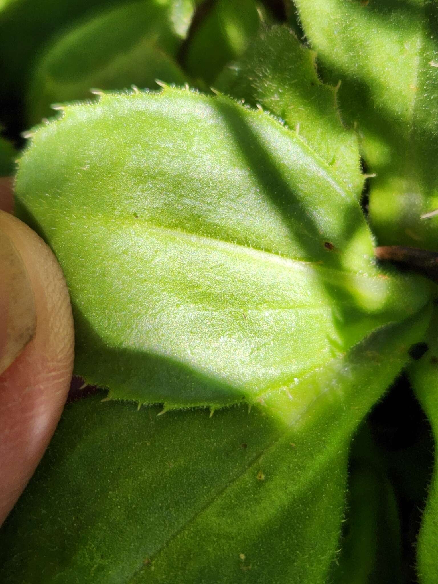 Plancia ëd Celmisia glandulosa var. latifolia Cockayne