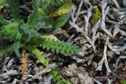 Sivun Perezia multiflora subsp. sonchifolia (Baker) Vuilleum. kuva