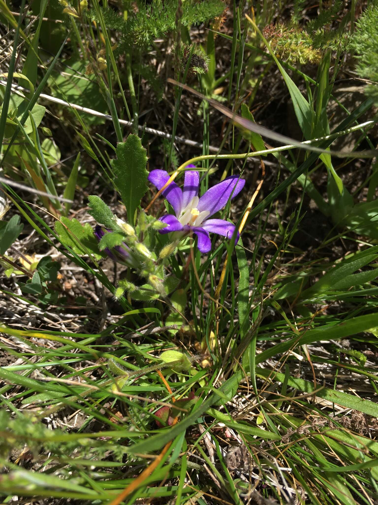 Image of dwarf brodiaea