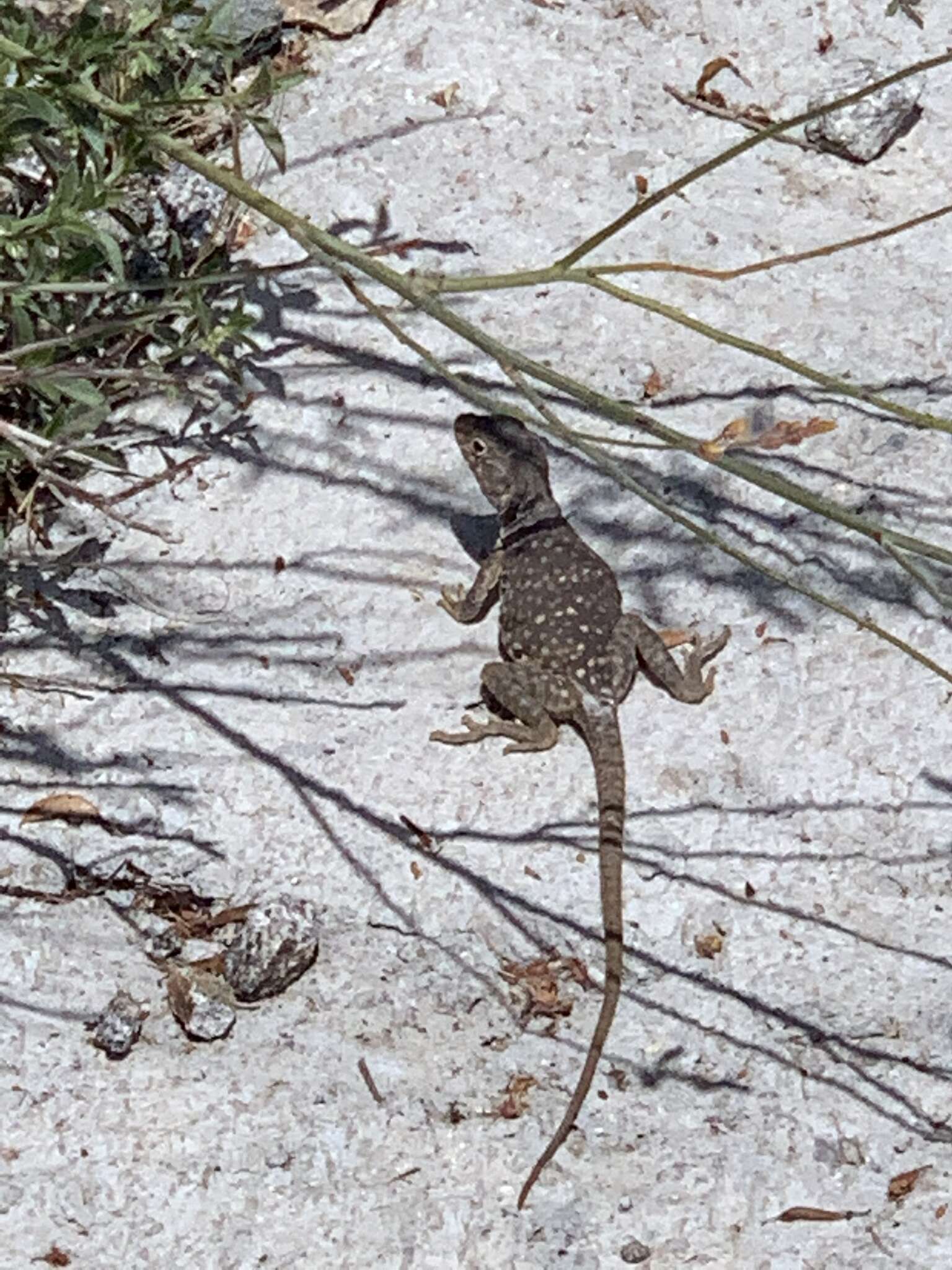 Image of Sonoran Collared Lizard