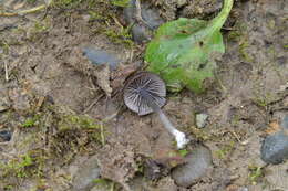 Image of Entoloma melanocephalum G. Stev. 1962