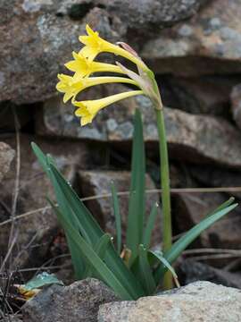 Image of Cyrtanthus flanaganii Baker