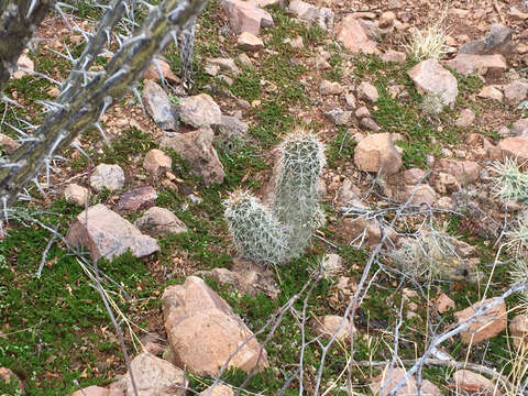 Image of pinkflower hedgehog cactus