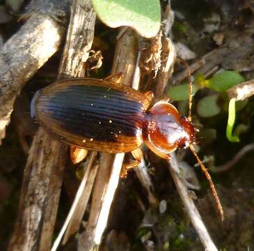 Plancia ëd Tanystoma