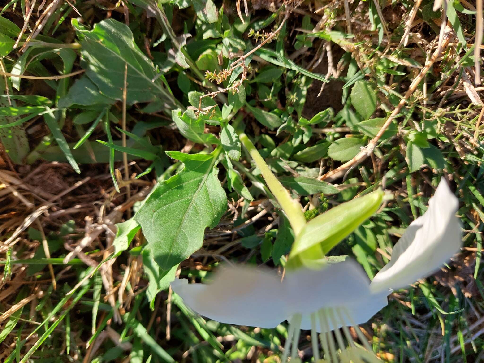 Sivun <i>Oenothera centaurifolia</i> kuva