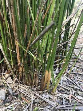 Imagem de Juncus astreptus L. A. S. Johnson