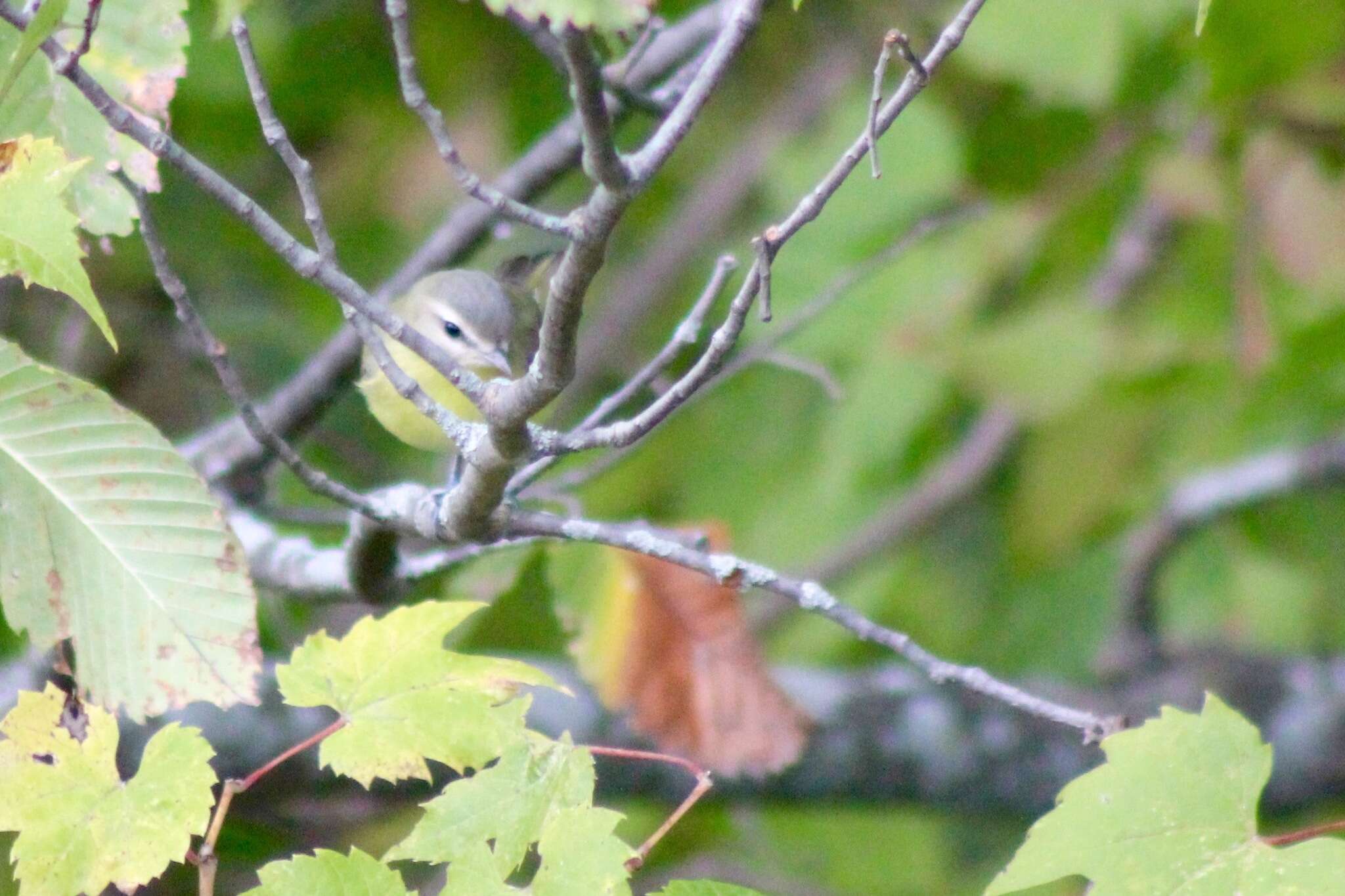 Слика од Vireo philadelphicus (Cassin 1851)