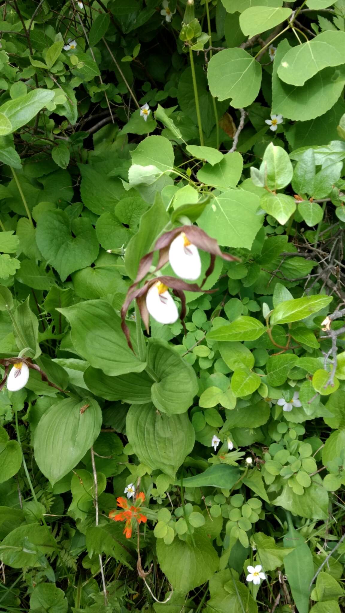 Imagem de Cypripedium montanum Douglas ex Lindl.