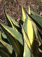 Image of Agave durangensis Gentry