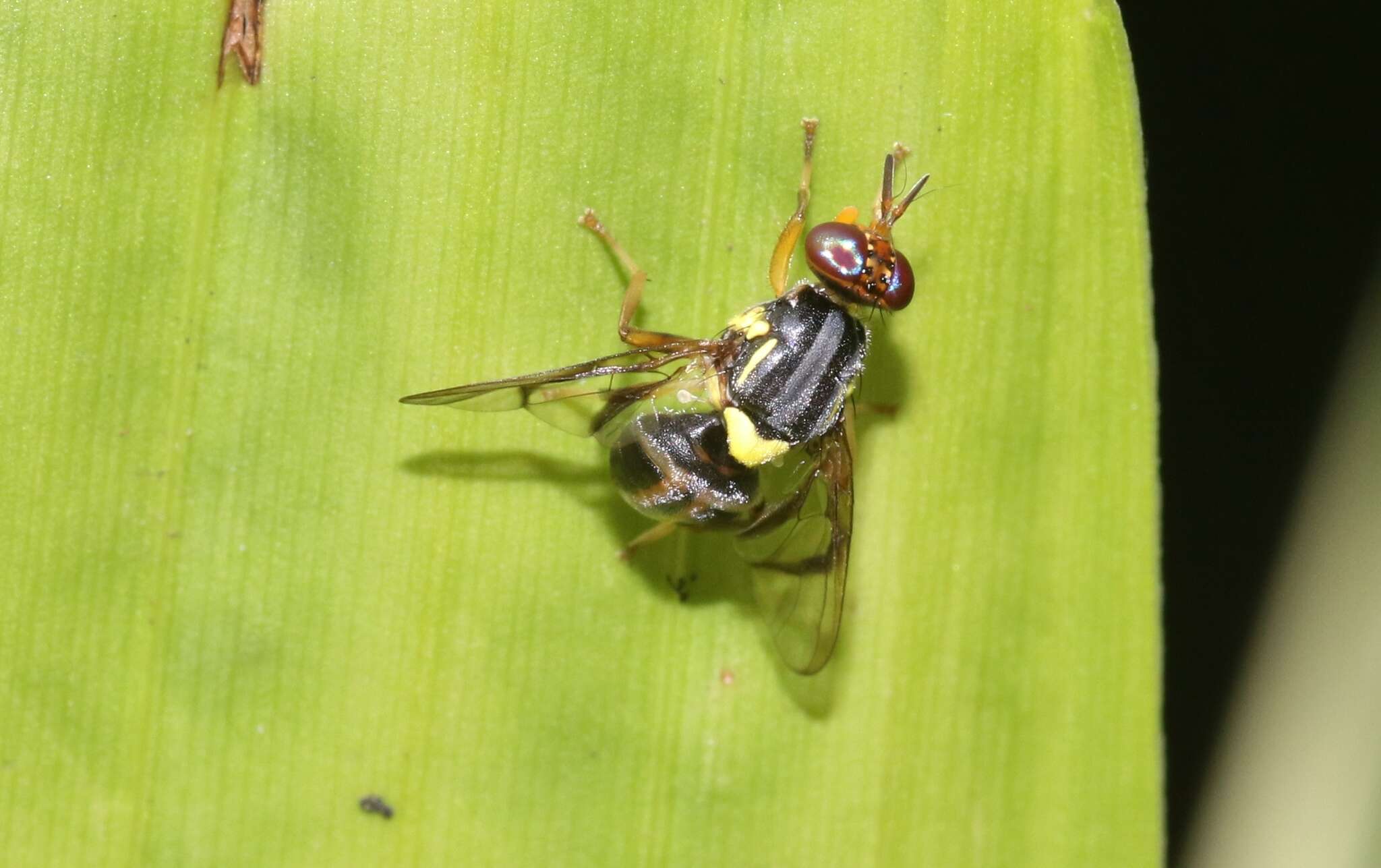 Image of Bactrocera frauenfeldi (Schiner 1868)