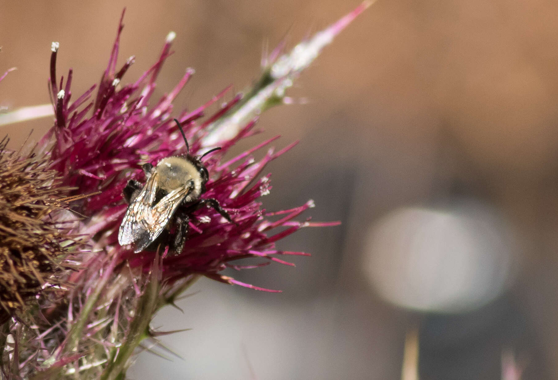 Image of Blueberry Habropoda