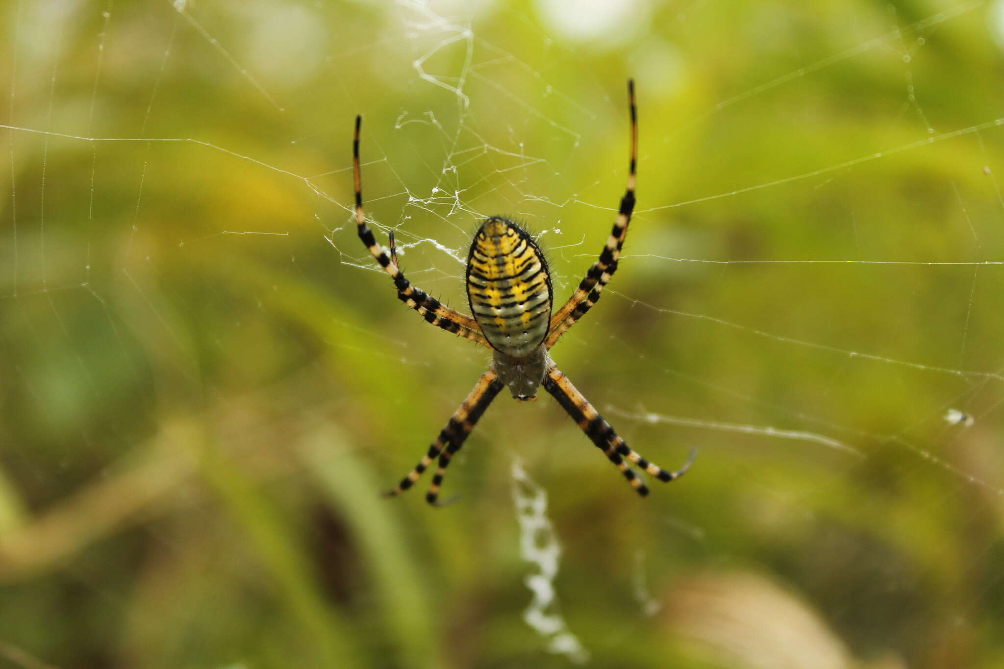 Image of Banded Argiope