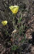 Image of desert rosemallow