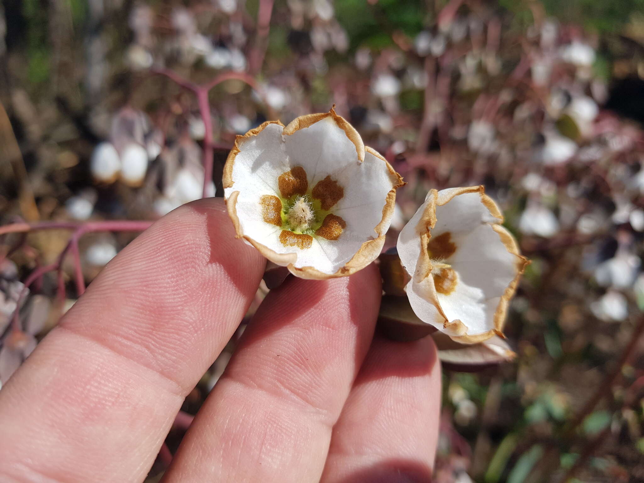 Imagem de Trichodesma physaloides (Fenzl) A. DC.