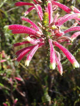 Image of Erica densifolia Willd.