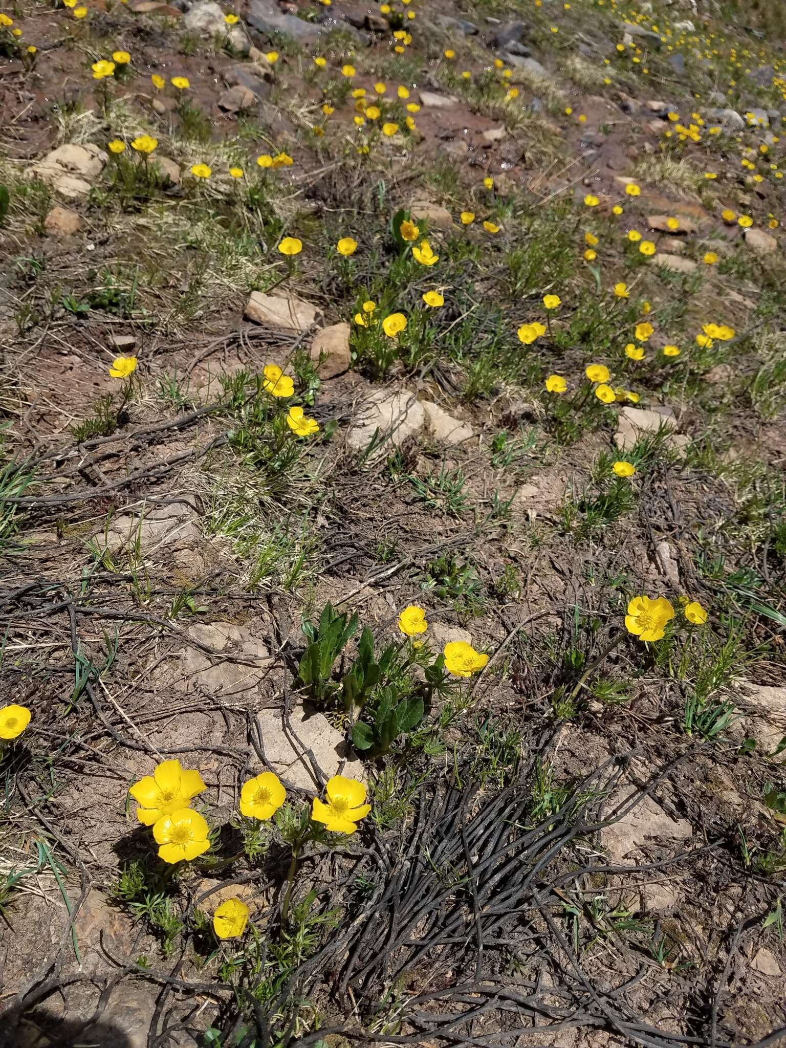 Imagem de Ranunculus adoneus A. Gray