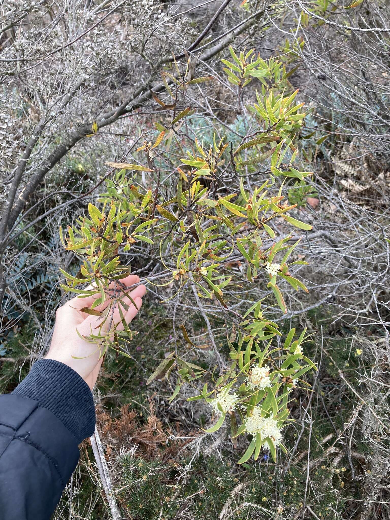 Image of Hakea ambigua Meissn.