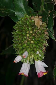 Image of Costus lucanusianus J. Braun & K. Schum.