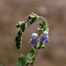 Image of Salvia aequidistans Fernald