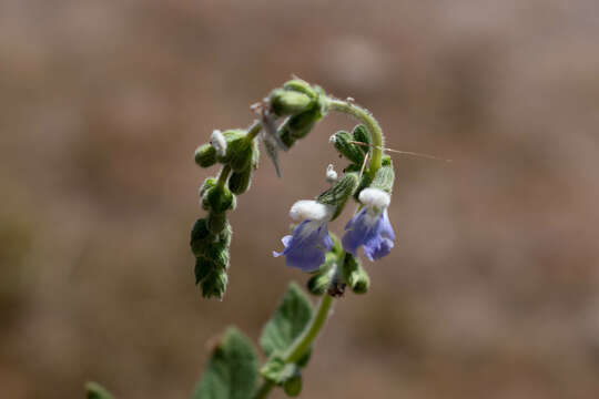 Image of Salvia aequidistans Fernald