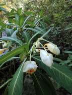 Image of Impatiens tubulosa Hemsl. ex Forb. & Hemsl.