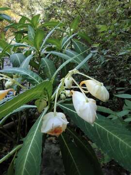 Image of Impatiens tubulosa Hemsl. ex Forb. & Hemsl.