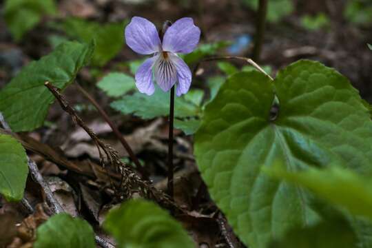 Image of Viola vaginata Maxim.