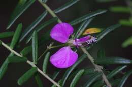 Слика од Polygala gazensis E. G. Baker