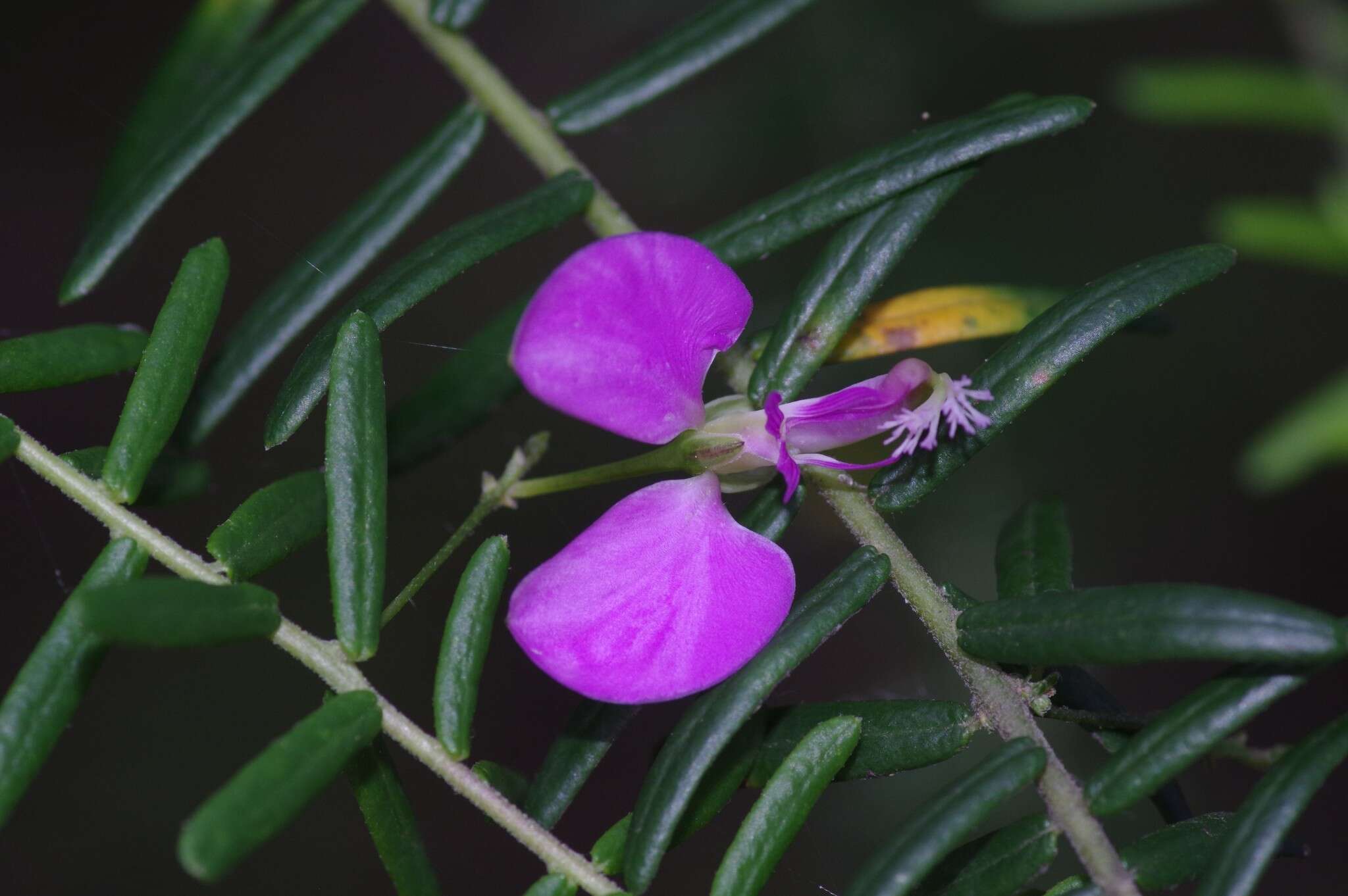 Слика од Polygala gazensis E. G. Baker