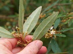 Image of Asterolasia correifolia (A. Juss.) Benth.