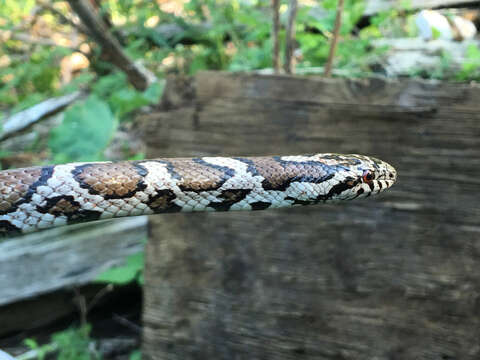 Image of milk snake