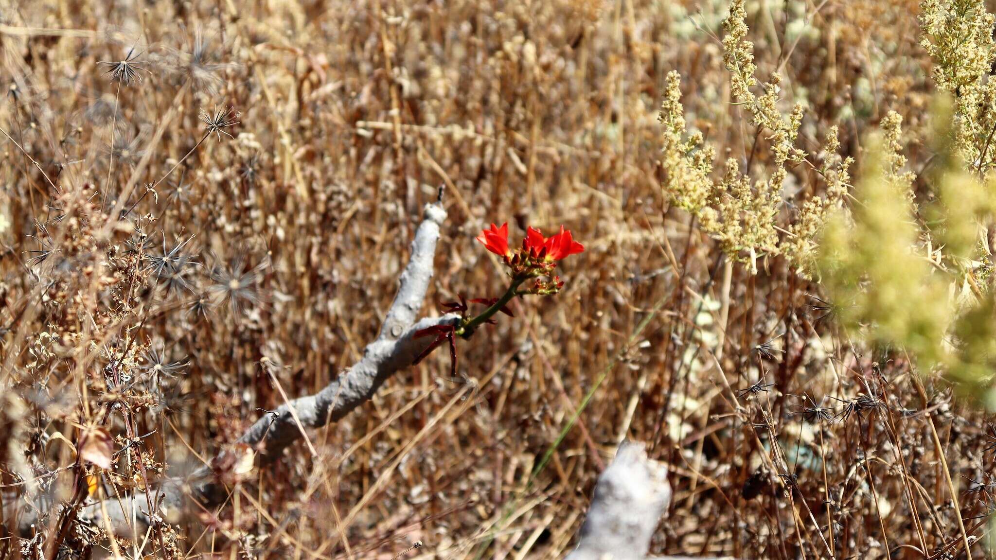 Image of Jatropha macrantha Müll. Arg.