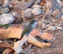 Image of Vervain Hummingbird