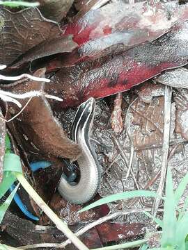 Image of Oak Forest Skink