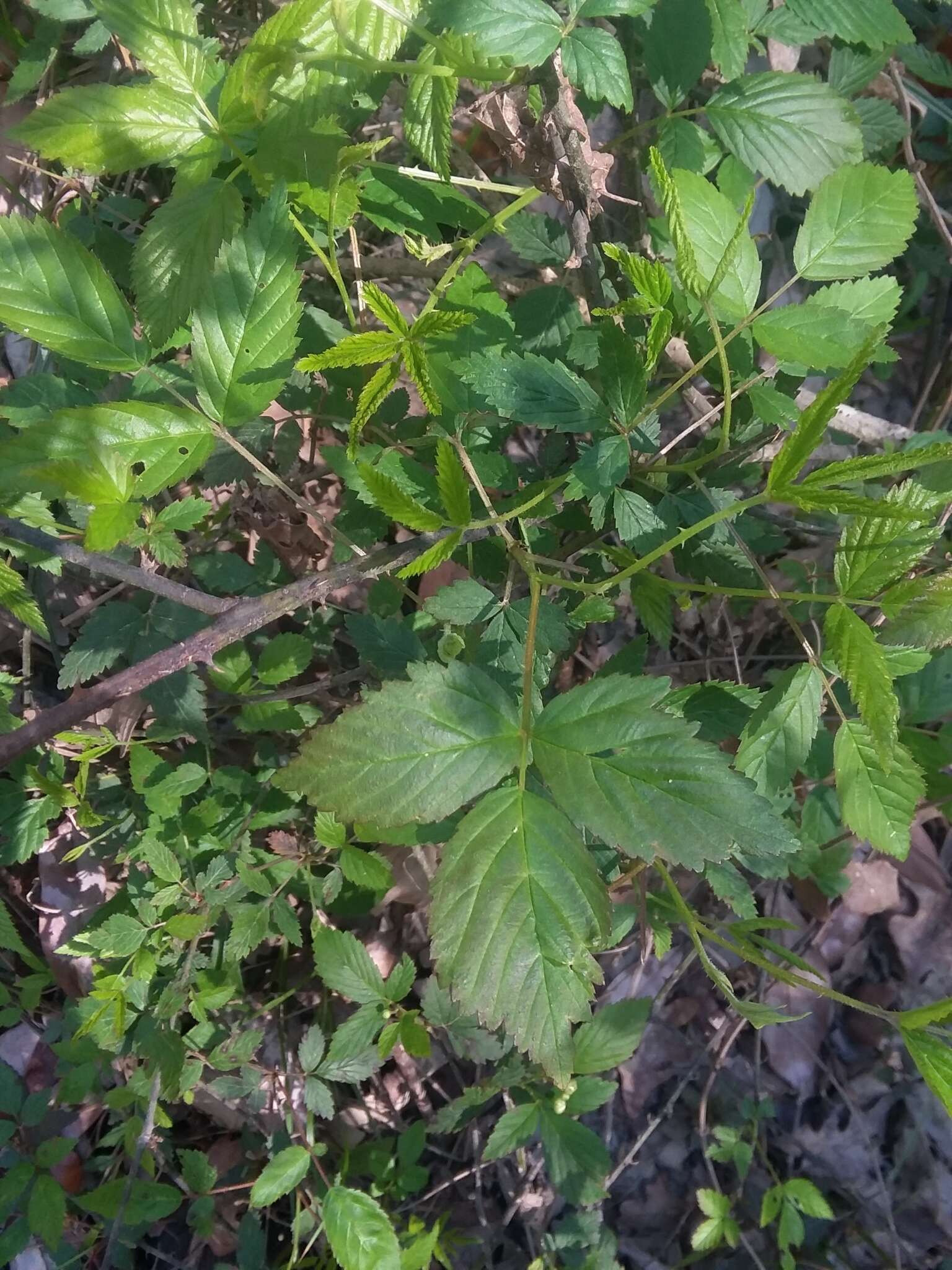 Слика од Rubus pensilvanicus Poir.