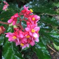 Image of Begonia tonduzii C. DC. ex T. Durand & Pittier