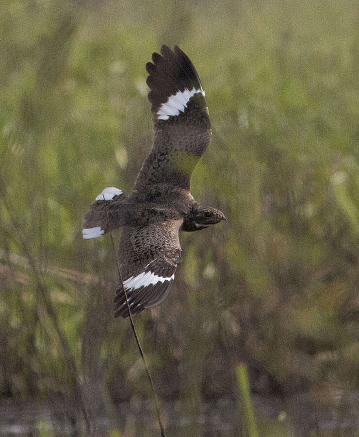 Image of Nacunda Nighthawk