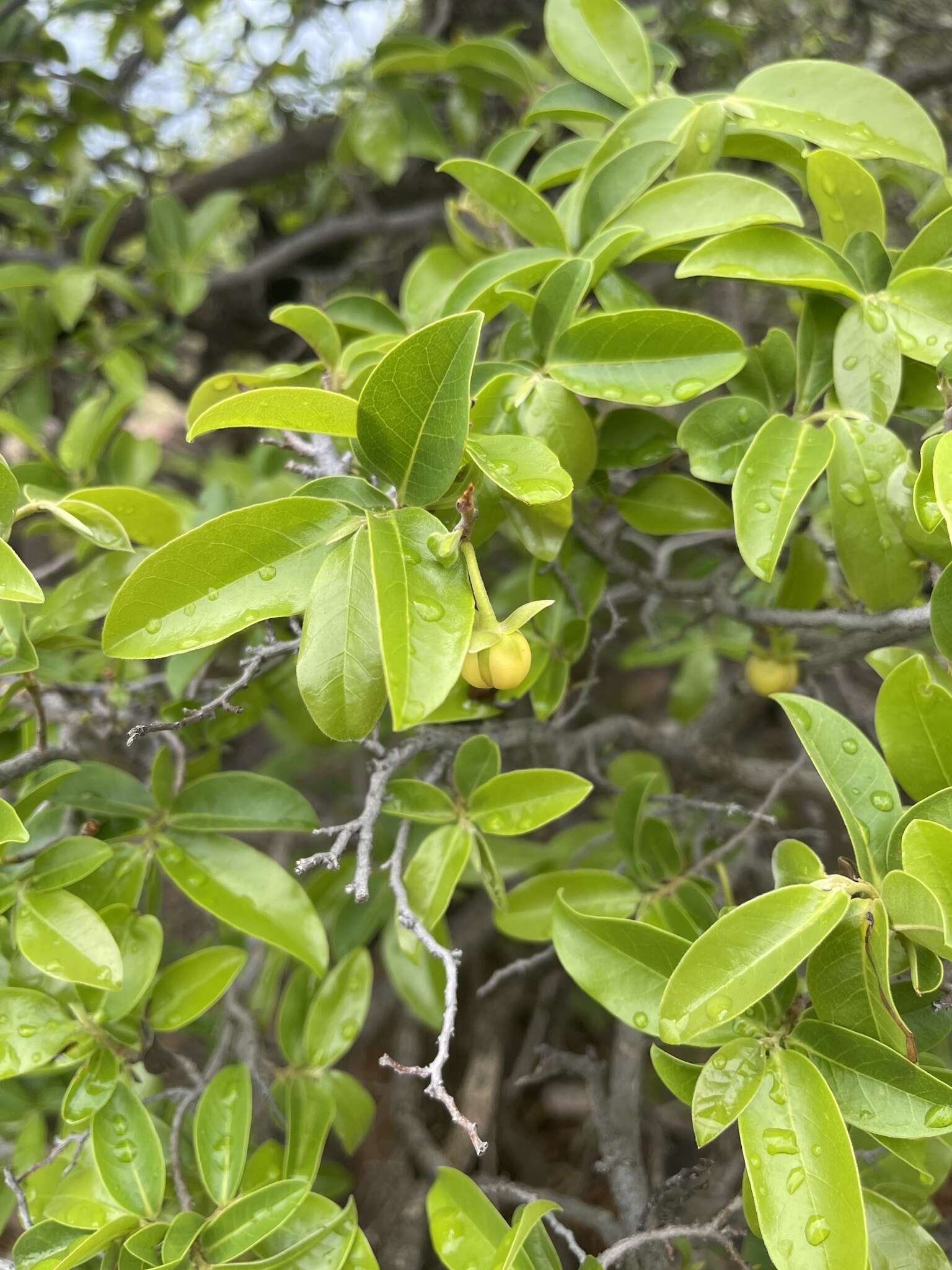 Image of Large hook-berry