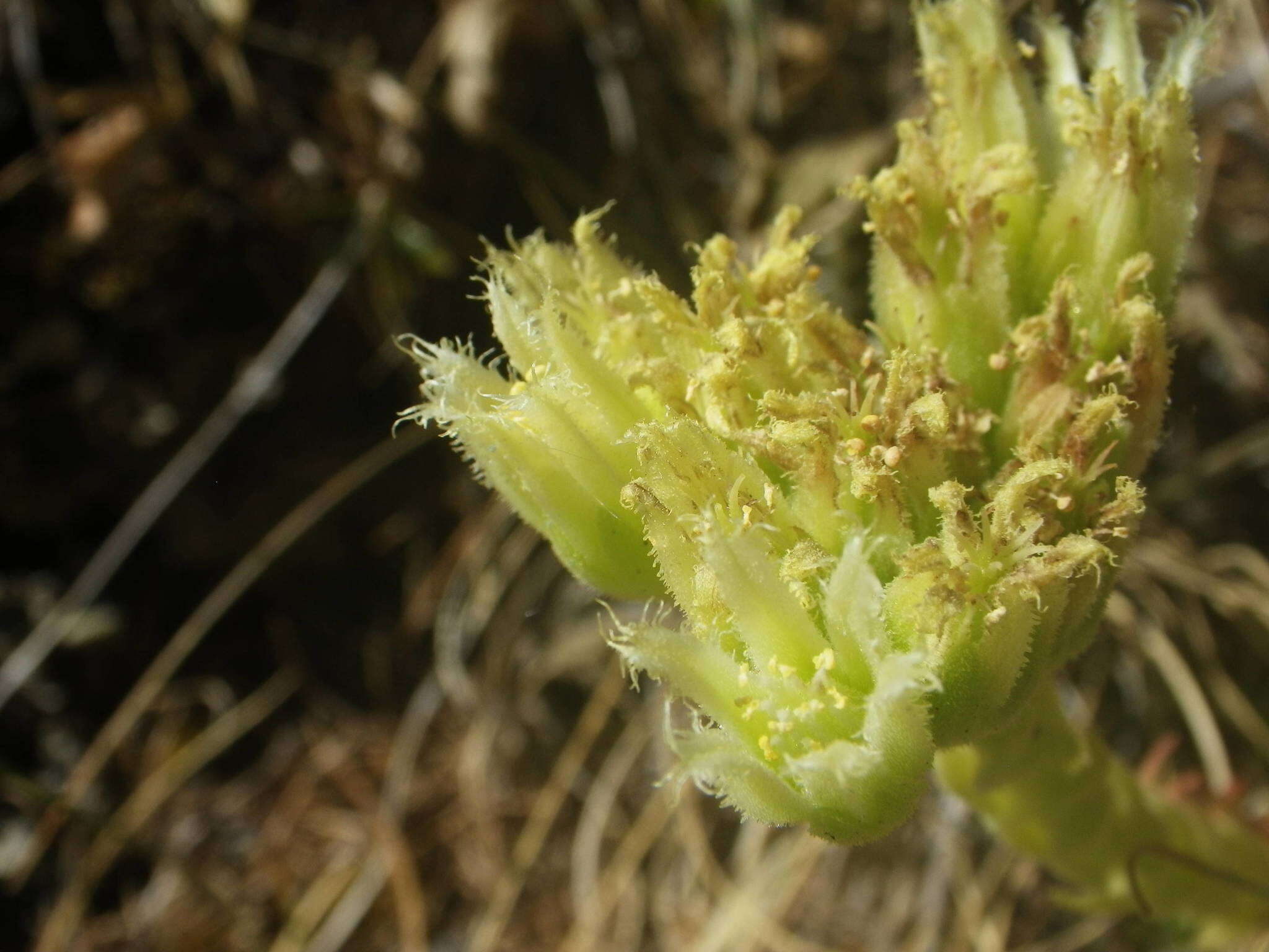 Imagem de Sempervivum globiferum subsp. allionii (Jord. & Fourr) H.