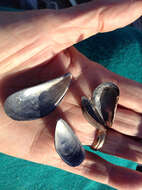 Image of Blue mussel