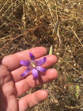 Image of harvest brodiaea