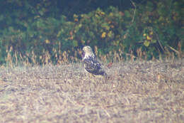 Image of Swainson's Hawk