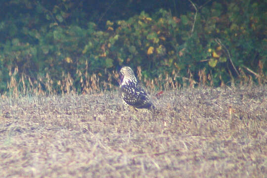 Image of Swainson's Hawk