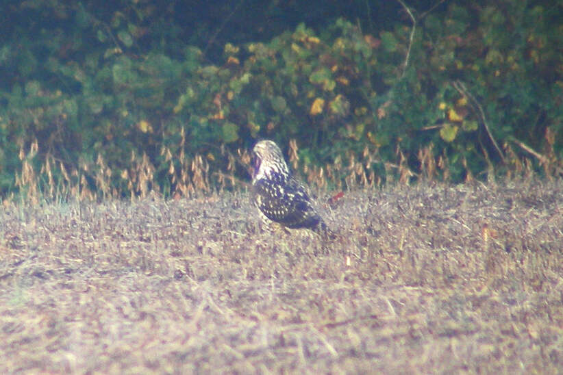 Image of Swainson's Hawk