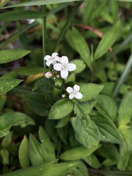 Neanotis formosana (Hayata) W. H. Lewis resmi