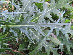 Image of Cirsium nipponicum var. incomptum (Maxim.) Y. Kadota