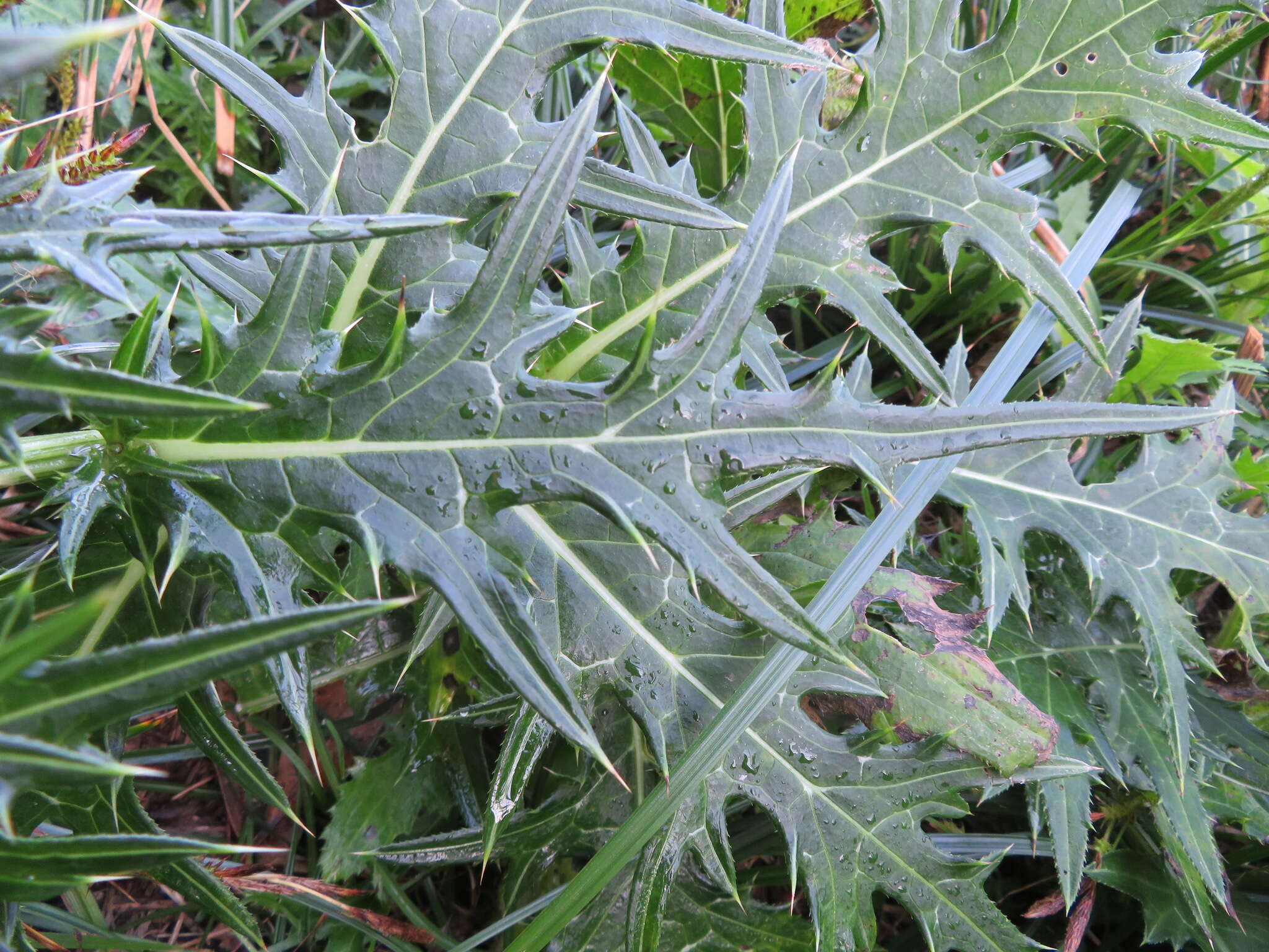 Imagem de Cirsium nipponicum var. incomptum (Maxim.) Y. Kadota